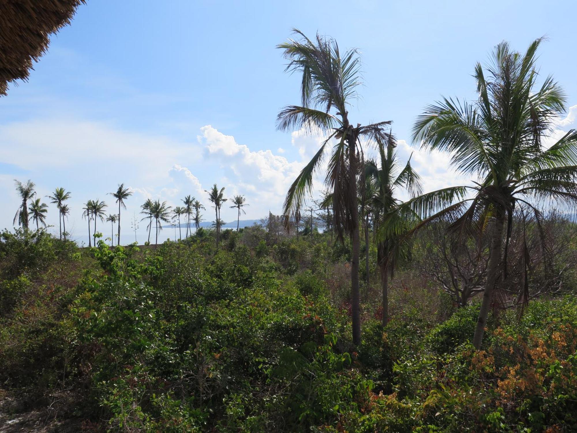 The Wild Orchid Resort - Moalboal Bagian luar foto